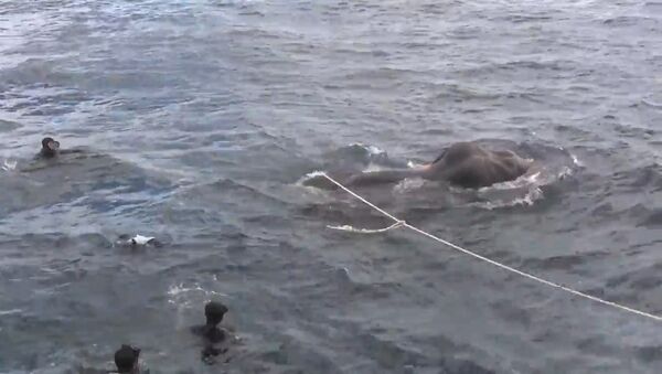 ВМС Шри-Ланки спасли унесенного в море слона - Sputnik Латвия