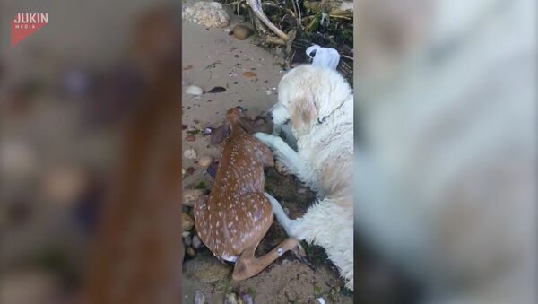 Собака спасла тонувшего олененка - Sputnik Латвия