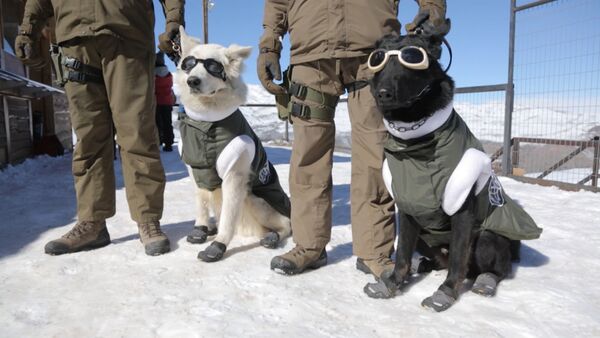 Собаки в экипировке для работы на горнолыжных склонах в Чили - Sputnik Латвия