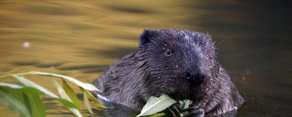 Бобер в реке - Sputnik Латвия