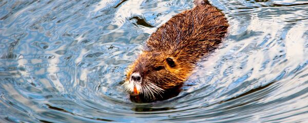 Бобер - Sputnik Латвия