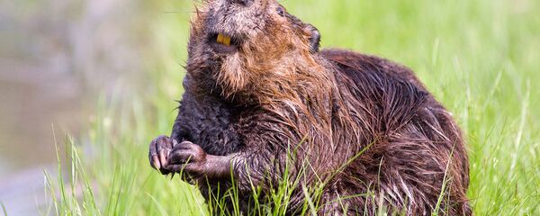 Бобер Бобер - Sputnik Латвия