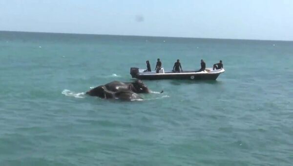Спасение унесенных в море слонов у берегов Шри-Ланки. Кадры операции - Sputnik Latvija