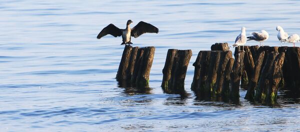 Баклан и чайки на волнорезе в Балтийском море - Sputnik Латвия