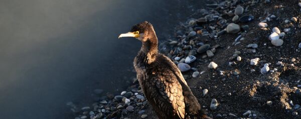 Баклан Баклан - Sputnik Latvija