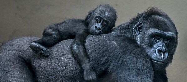 У горилл, девочка, ей на днях исполнился год, зовут Афия У горилл, девочка, ей на днях исполнился год, зовут Афия - Sputnik Latvija
