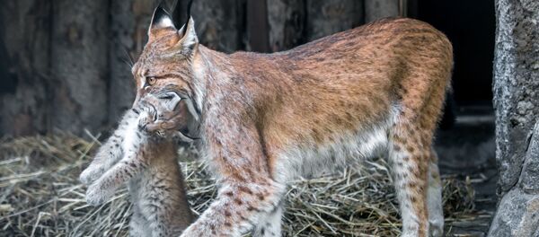 Мама - рысь очень заботится о своих малышах - Sputnik Latvija