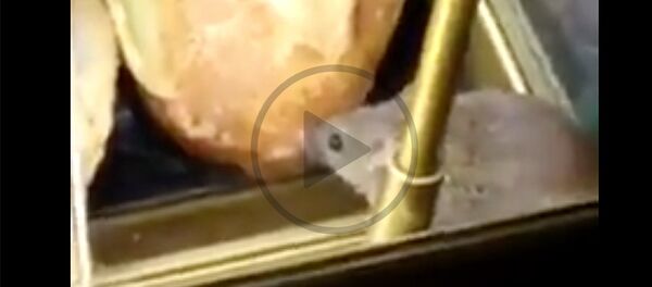 Мышка-обжора удивила пассажиров парижского аэропорта Шарль-де-Голль - Sputnik Латвия