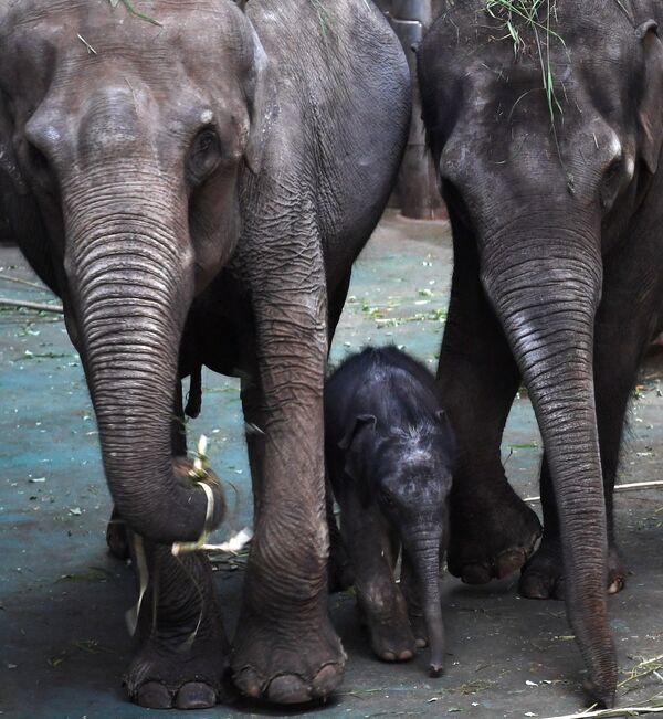 В Московском зоопарке родился детеныш азиатского слона - Sputnik Латвия