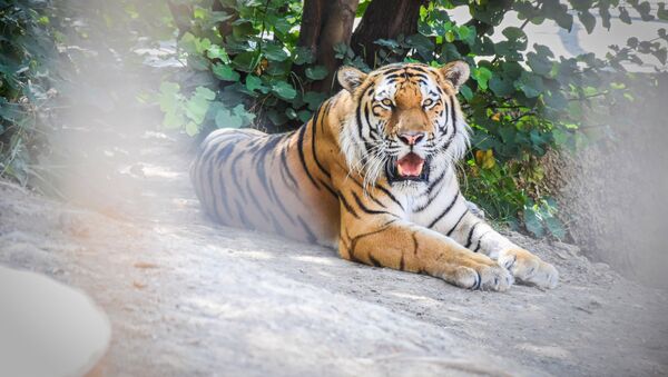 Rīgā dzimušais Tbilisi zooparka tīģeris meklē līgavu - Sputnik Latvija