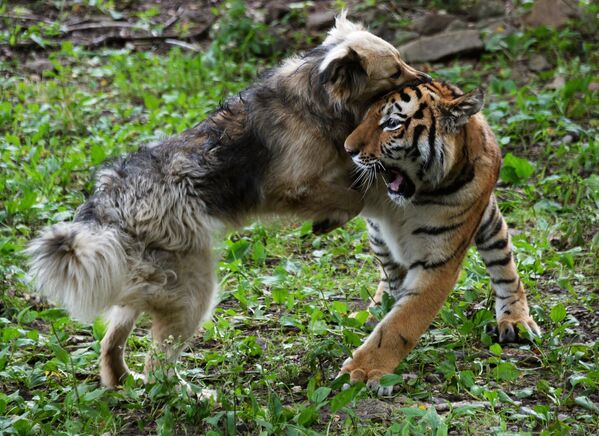 Тигренок Шерхан и собака Табаки в Приморском сафари-парке - Sputnik Латвия