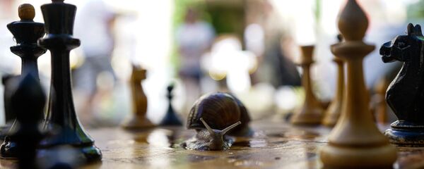 Улитка играет в шахматы - Sputnik Латвия