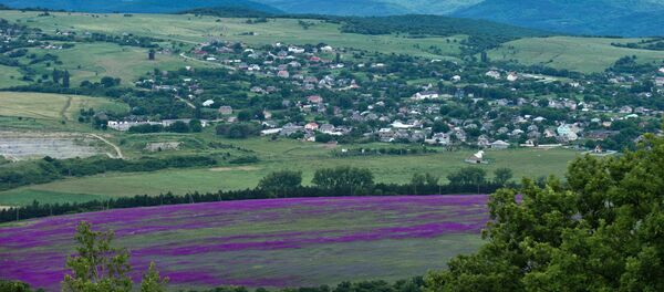 Лаванда - Sputnik Латвия