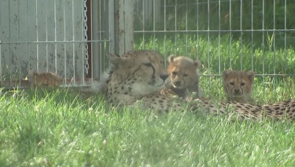 Совсем как котята: малыши-гепарды играли с мамой в пражском зоопарке - Sputnik Латвия