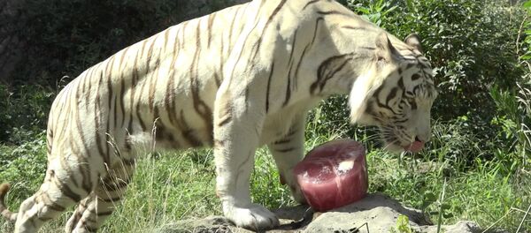 Zooloģiskais dārzs Romā lutina savus iemītniekus ar saldējumu Zooloģiskais dārzs Romā lutina savus iemītniekus ar saldējumu - Sputnik Latvija