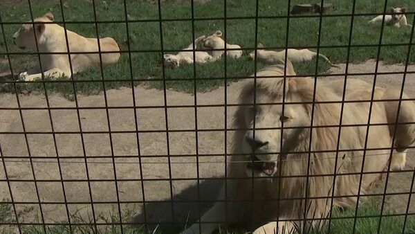 В зоопраке Dvorec в чешской Боровани в мае родились 5 белых львят - Sputnik Латвия