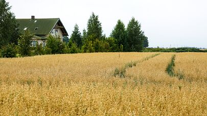 30 гектаров поля Гундарса Лиепы