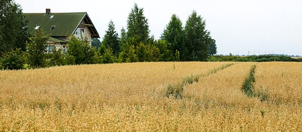30 гектаров поля Гундарса Лиепы - Sputnik Латвия