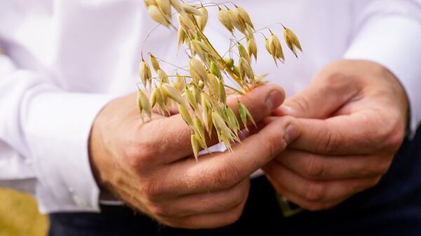 Овес в руках - Sputnik Латвия