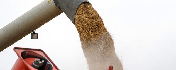 Очищенные зёрна пшеницы перегружают из комбайна в кузов трактора Очищенные зёрна пшеницы перегружают из комбайна в кузов трактора - Sputnik Latvija