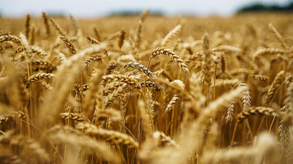 Пшеничное поле - Sputnik Latvija