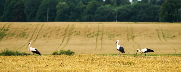 Аисты кормятся остатками урожая - Sputnik Латвия