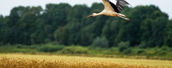 Аист над полем Аист над полем - Sputnik Latvija