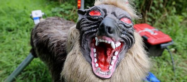 Робот-волк охраняет рисовое поле японского фермера - Sputnik Латвия