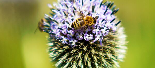 Пчела на цветке Пчела на цветке - Sputnik Latvija