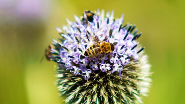 Пчела на цветке - Sputnik Латвия
