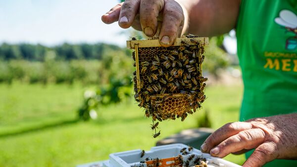 Эта молодая пчелиная семья скоро разрастется и займет целый улей Эта молодая пчелиная семья скоро разрастется и займет целый улей - Sputnik Латвия
