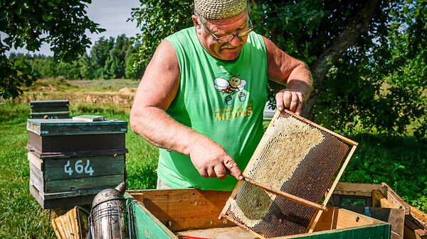 Процесс медосбора требует аккуратности Процесс медосбора требует аккуратности - Sputnik Латвия