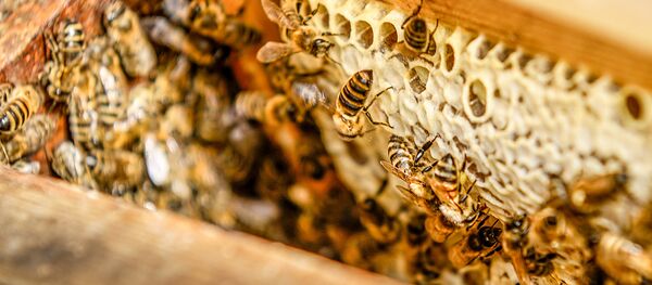 Пчелы одни из самых практичных и трудолюбивых созданий на Земле Пчелы одни из самых практичных и трудолюбивых созданий на Земле - Sputnik Latvija