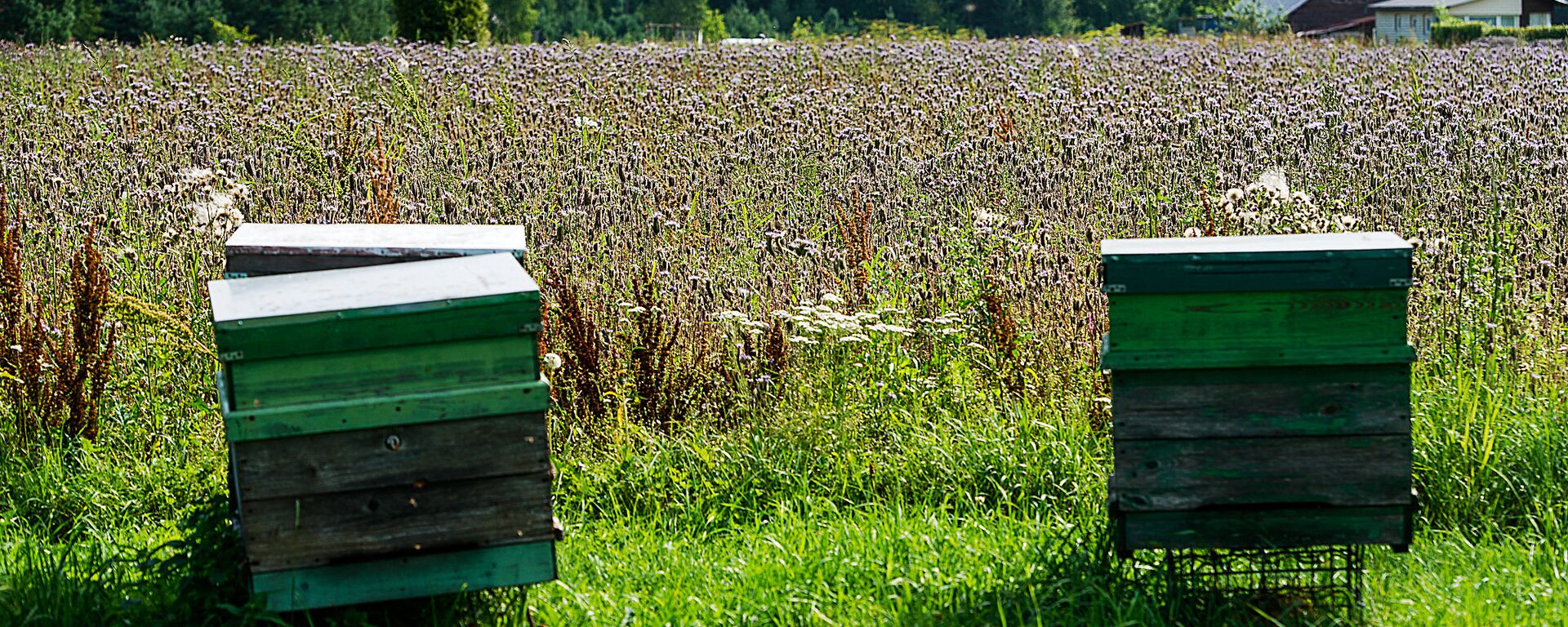 В течение лета ульи перемещают с одного луга на другой для получение различного меда - Sputnik Латвия, 1920, 01.08.2025