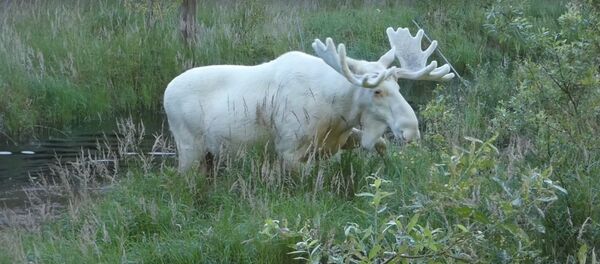 Neparasts meža iemītnieks: Zviedrijas iedzīvotājs sastapies ar baltu alni Neparasts meža iemītnieks: Zviedrijas iedzīvotājs sastapies ar baltu alni - Sputnik Latvija