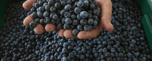 Сбор голубики - Sputnik Латвия