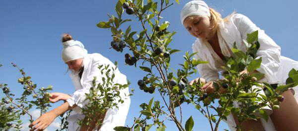 Сбор голубики - Sputnik Латвия