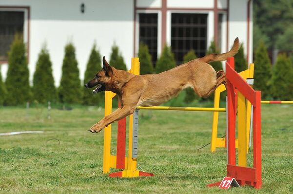 Соревнования собак на Луцавсале Соревнования собак на Луцавсале - Sputnik Латвия