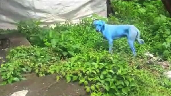 На улицах Мумбая появились голубые собаки - Sputnik Latvija