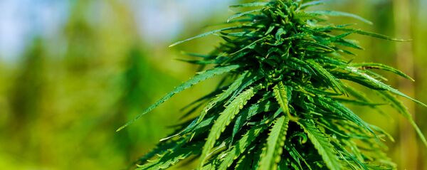 Kaņepes Kaņepes - Sputnik Latvija