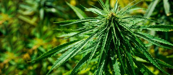 Kaņepes Kaņepes - Sputnik Latvija