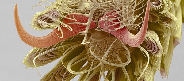 Лучшие научные фотографии года - Sputnik Латвия