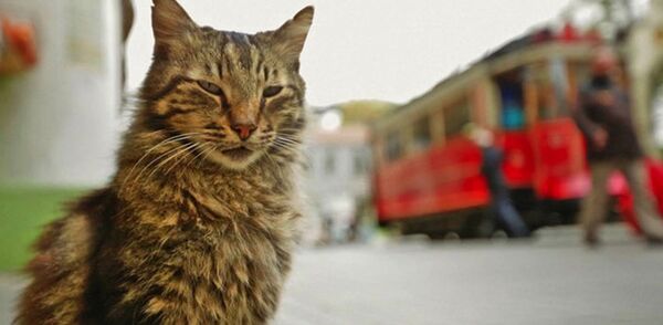 Коты в большом городе Коты в большом городе - Sputnik Латвия