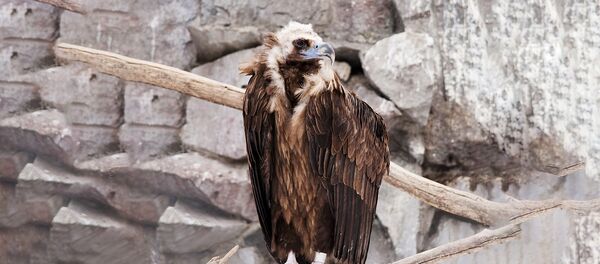 Черный гриф Черный гриф - Sputnik Латвия