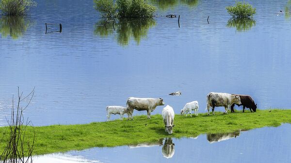 Наводнение и коровы - Sputnik Latvija