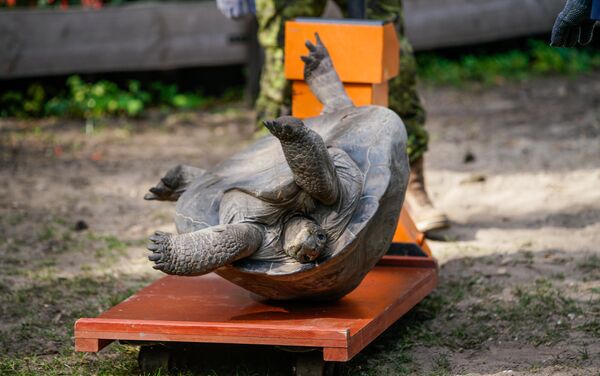 Традиционное взвешивание галапагосских черепах в Рижском зоопарке - Sputnik Латвия