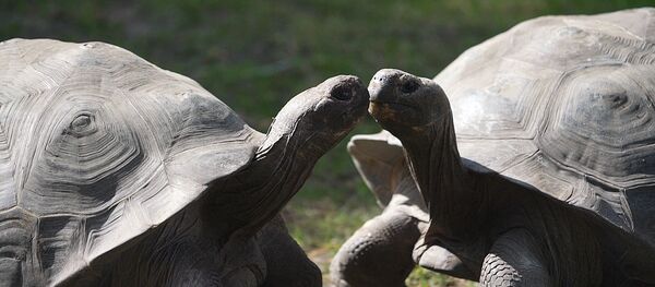 Министр обороны Латвии взвесил галапагосских черепах в Рижском зоопарке - Sputnik Латвия
