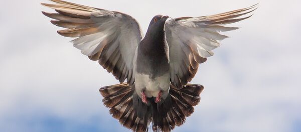 Голубь Голубь - Sputnik Latvija