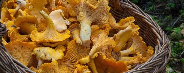 Лисички Лисички - Sputnik Latvija