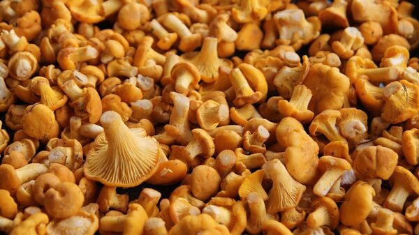 Лисички - Sputnik Латвия